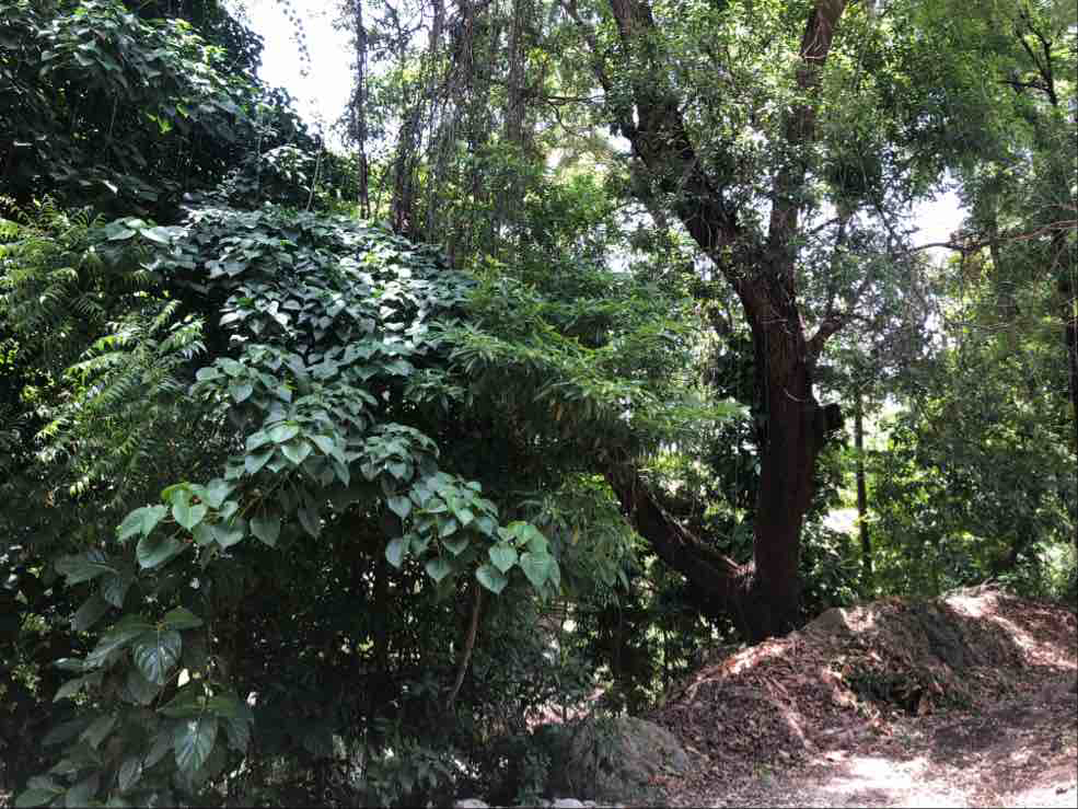 Area